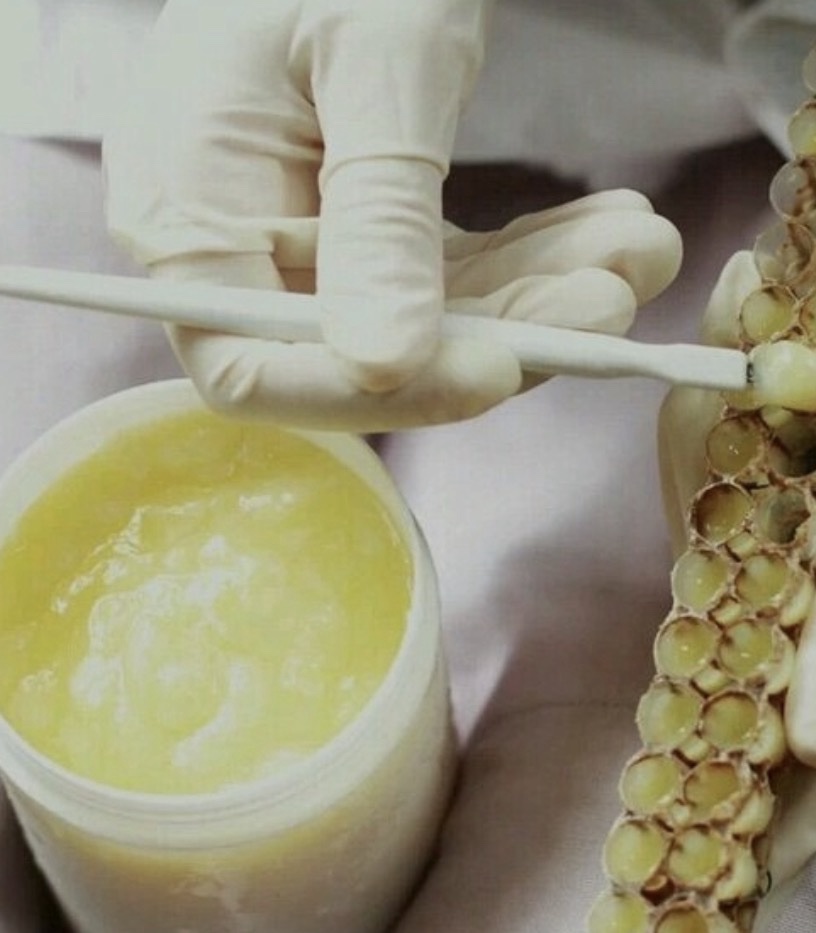 Gelée Royale Fraîche Pure – Vitalité & Immunité Naturelle | MIEL MALAKI